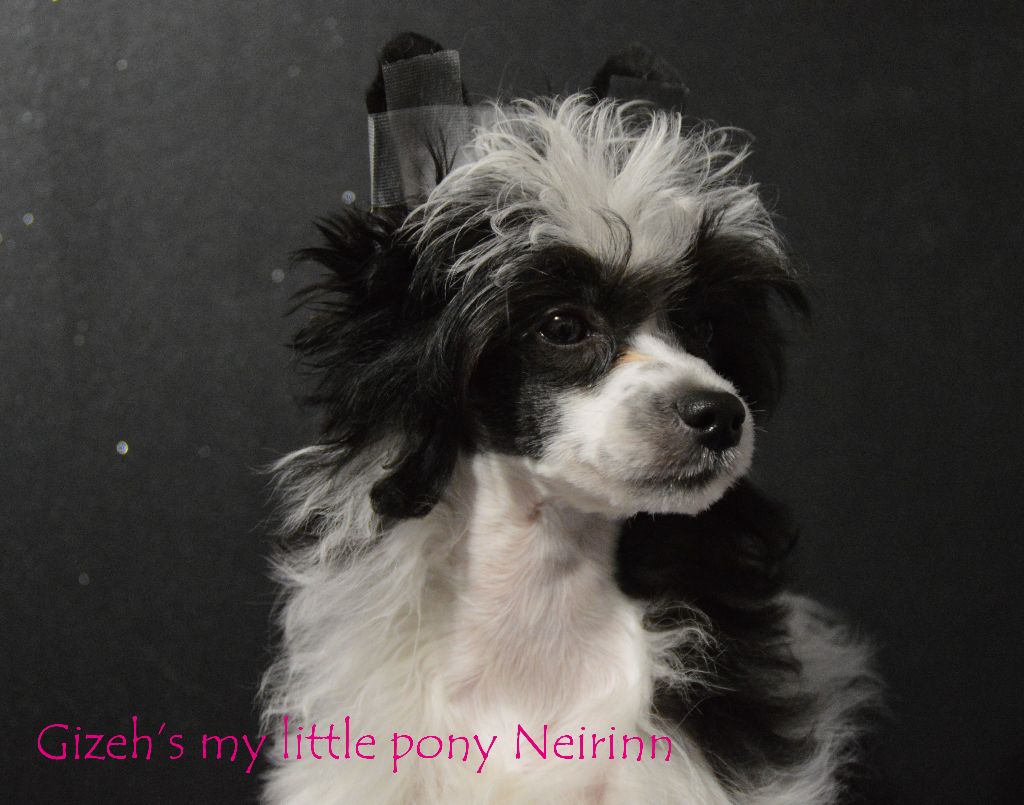 Gizeh's My Little Pony - Chiot disponible  - Chien chinois à crête