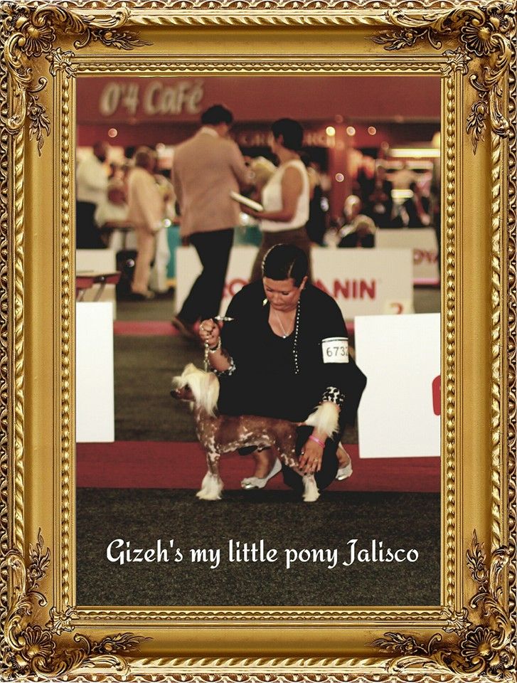 Gizeh's My Little Pony Jalisco