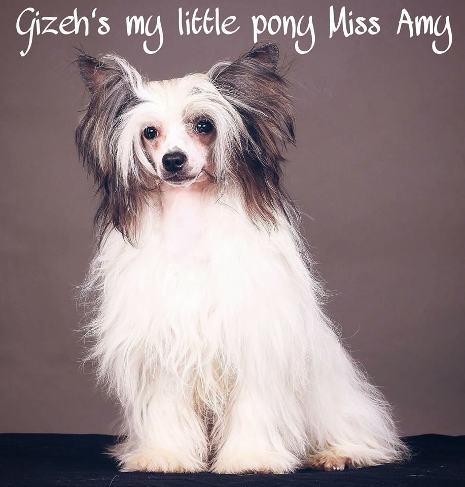 Gizeh's My Little Pony Miss amy