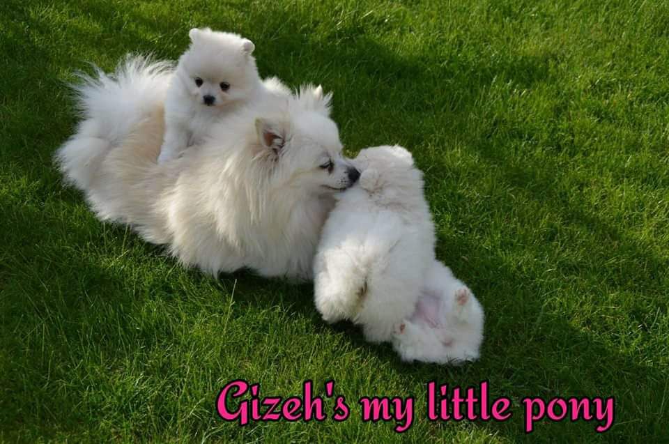 chiot Spitz allemand Gizeh's My Little Pony